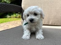 Scoby vel Theo - 6 tygodni